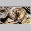 Synageles venator - Springspinne 04 4mm.jpg